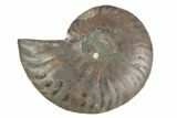 Cut & Polished Ammonite Fossil (Half) - Madagascar #377639-1